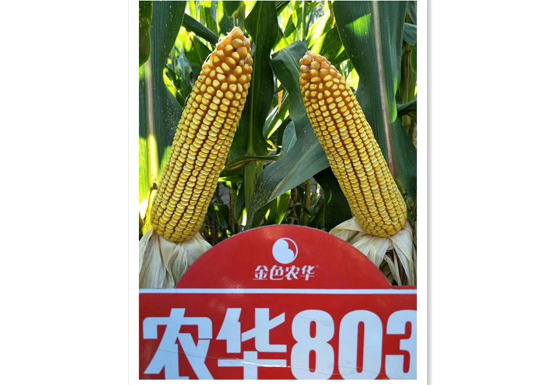 玉米种农华803